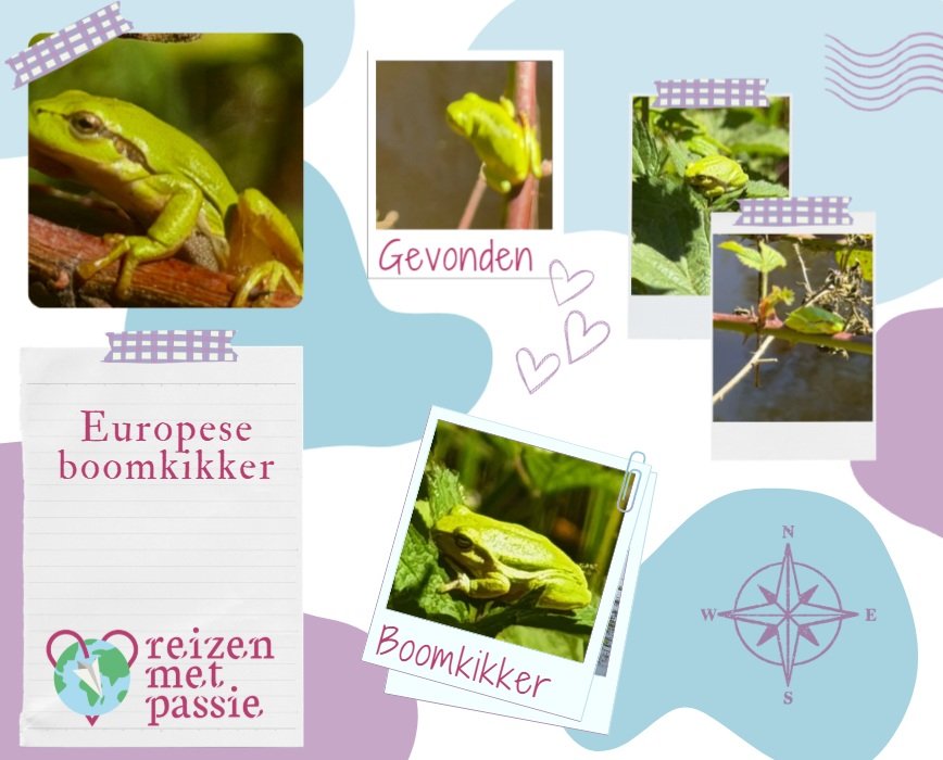 De Europese boomkikker spotten