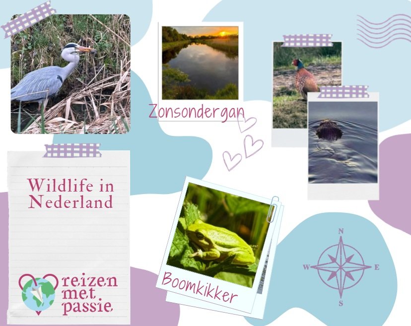 Wildlife in Nederland, de natuur is mooier dan je denkt!